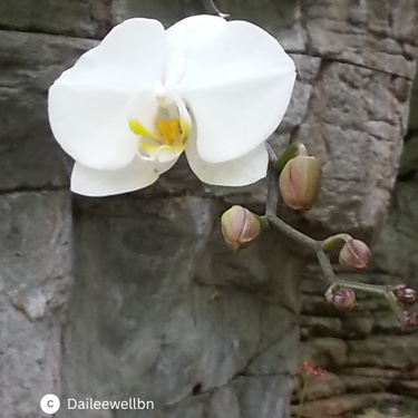 daileewellbn.com logo