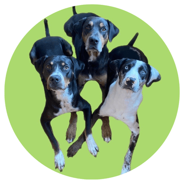 Catahoula.family logo