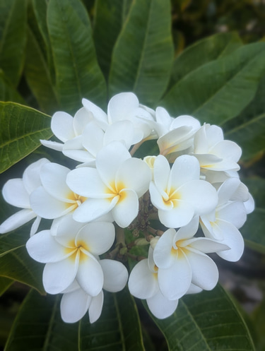 Acupuncture in Santa Cruz logo