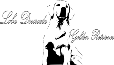 Criação de Golden Retriever logo