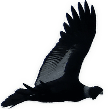Mandiola art logo