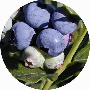Dexter Blueberry Farm logo