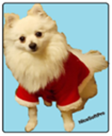 NicoSoftPro logo
