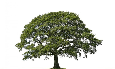 Roy Development logo