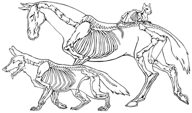 EMMANUELLE NECHAD OSTEOPATHE ANIMALIER logo