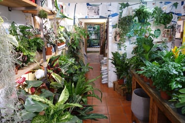 A narrow aisle in a lush plant shop filled with indoor tropical houseplants on wooden shelves and tables.