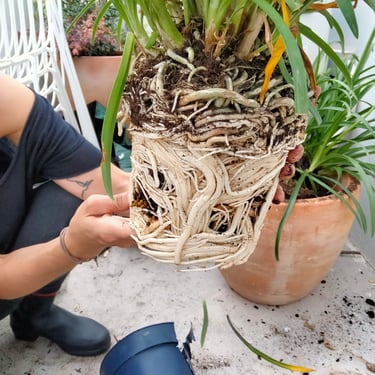 A person holds a root bound houseplant with thick white roots exposed for repotting.