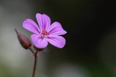Ménil Image - kiosque à Images Chateau-Gontier - Photographie