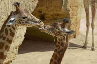 Ménil Image - kiosque à Images Chateau-Gontier - Photographie