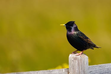 Etourneau sansonnet - P.Gendry - Ménil Image - kiosque à Images Chateau-Gontier - Photographie