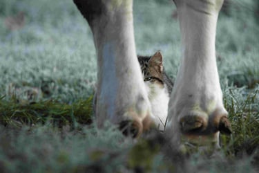Cache cache - Y.Hunault - Ménil Image - kiosque à Images Chateau-Gontier - Photographie
