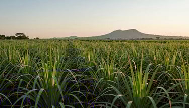 A close-up shot of freshly cut sugar cane stalks with a focus on their fibrous texture, lit by warm natural sunlight in a South American field.