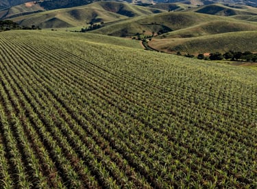 An aerial view of the Elsa Antonelli plantation showing the geometric beauty of the rows of sugar cane against the rolling hills of Brazil.