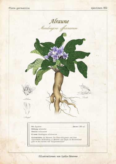 Ilustracion cientifica estilo vintage de mandragora officinarum