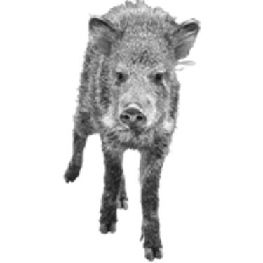 CurioSnout logo