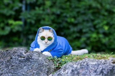 Un gato blanco, con una sudadera azul con capucha y gafas de sol redondas, al aire libre