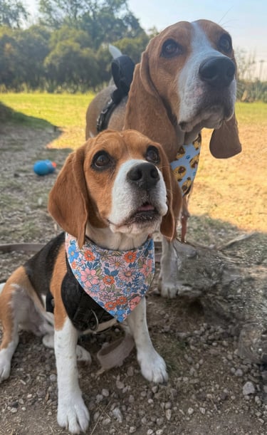 dos beagles con bandanas de sniff and smile