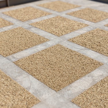 Artistic top-down view of coffee beans drying on a clean stone patio in geometric patterns.