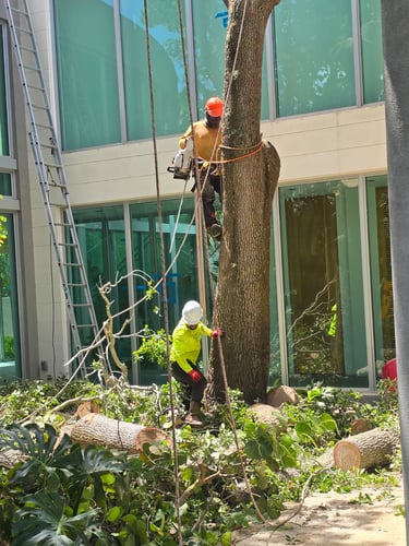 Professional arborists using chainsaws and ropes to remove a large tree near a building.
