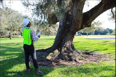 A certified arborist in a hard hat and safety vest inspecting a hazardous tree for safe removal.