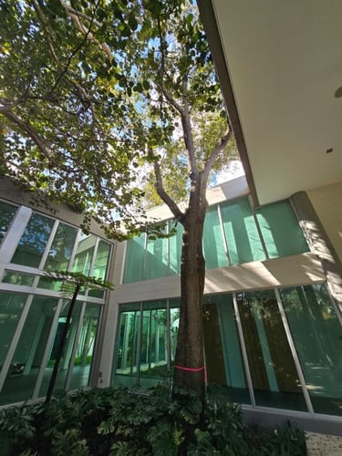 A tall leafy tree grows within a modern glass courtyard of a luxury home under a bright sky.