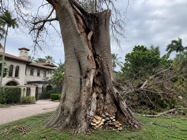 A damaged hollow silk cotton tree with storm debris and mushrooms growing at the base near a luxury home.