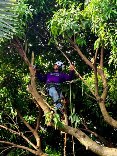 Professional tree trimmer in safety gear using a chainsaw for tree trimming and pruning services.