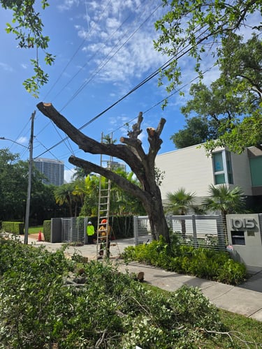 Professional hazardous tree removal service protecting a South Florida home and property.
