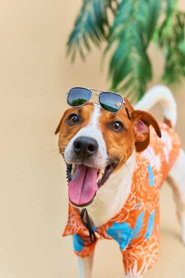 perro sonriente con una camisa hawaiana naranja y azul, con unas gafas de sol estilo aviador