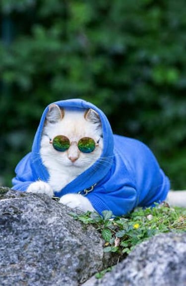 gato con gafas y camisa azul