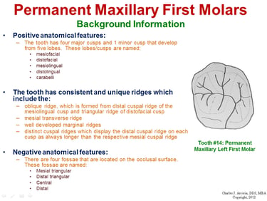 Narrative slide of permanent maxillary first molars with an image of an occlusal surface & features.