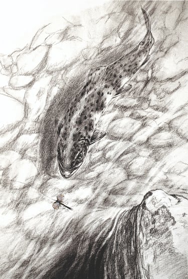 Présentation galerie "Eau". Tableau "Truite et mouche de mai", technique,  Fusain.