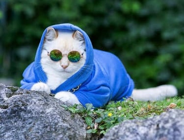 Gatito blanco acostado sobre rocas portando sudadera azul