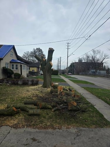 Cut tree trunk and fallen branches along a suburban street”