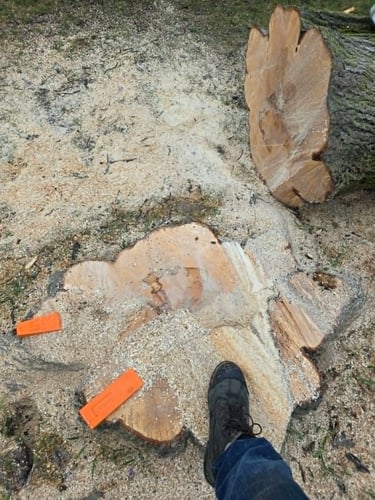 Freshly cut tree stump and log with sawdust, felling wedges, and a worker's boot on the ground.