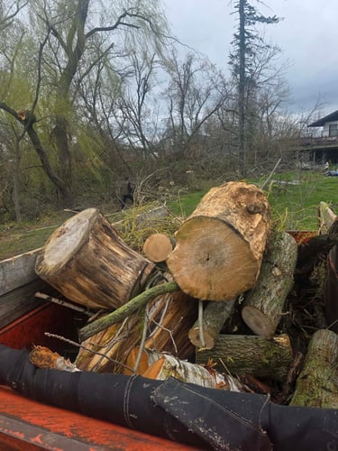 Large cut tree trunk and logs loaded in a trailer ready for removal