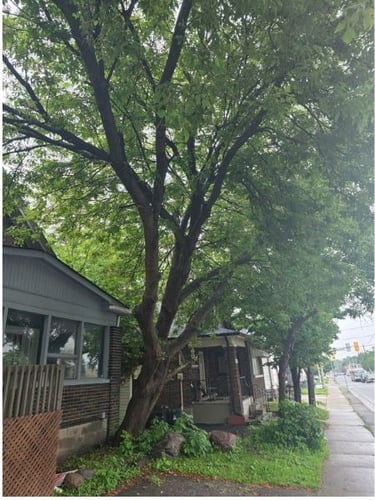 Tall green deciduous trees ready for removal