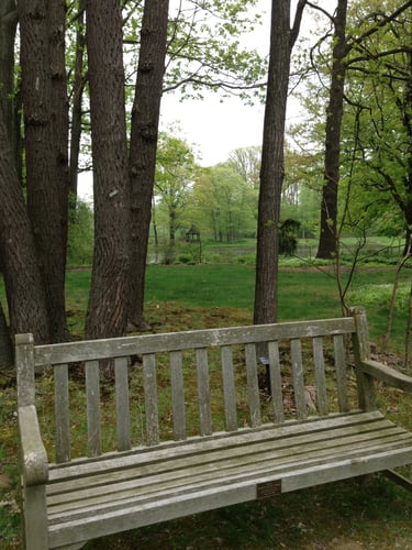 A bench beneath trees in a garden.
