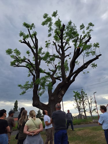 A group of people gathered around a large, professionaly pruned ash tree under a cloudy sky.