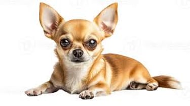 Cachorros en venta logo