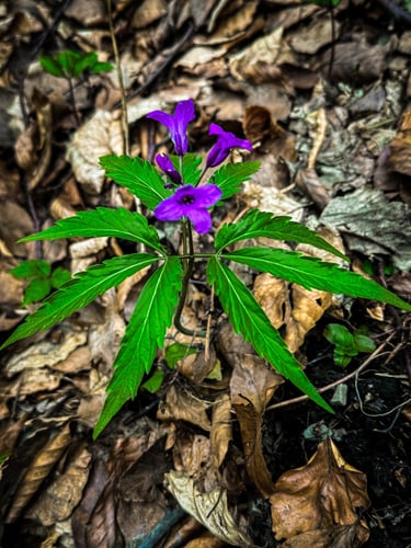 żywiec gruczołowaty kwiat i liście