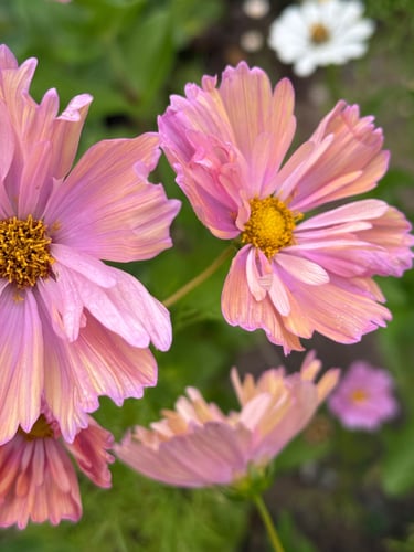 Pink lemonade cosmos flowers in the soft glow of the evening sun