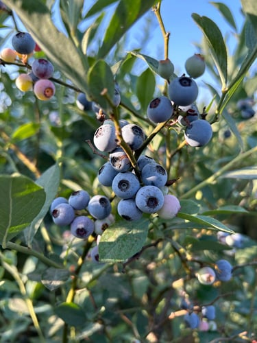 Arándanos frescos y maduros creciendo en un arbusto verde a cielo abierto.