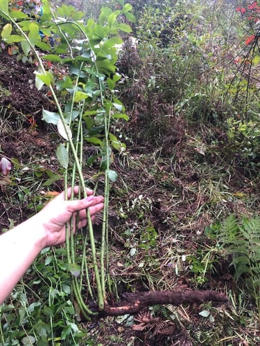 Mano sosteniendo con planta de arándano azul con tallos largos y sistema de raíces expuesto