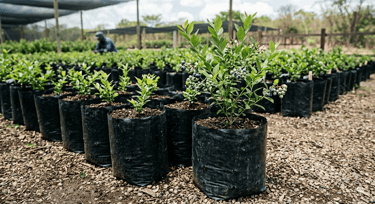 Plantas jóvenes de arándanos con bayas maduras que crecen en bolsas de vivero negras 