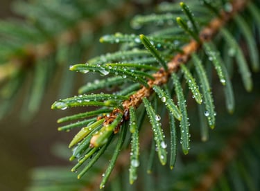 A macro shot of vibrant green pine needles covered in morning dew, symbolizing natural purity and forest breath.