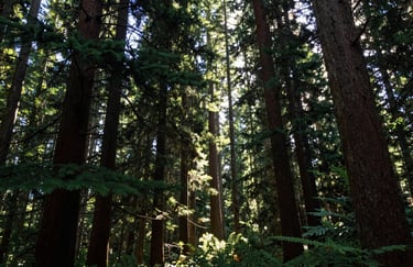 A serene North American forest landscape with sunlight piercing through tall dark green Douglas fir trees.