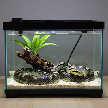 A patterned pet snake coiled inside a glass terrarium with driftwood, green plants, and white substrate.