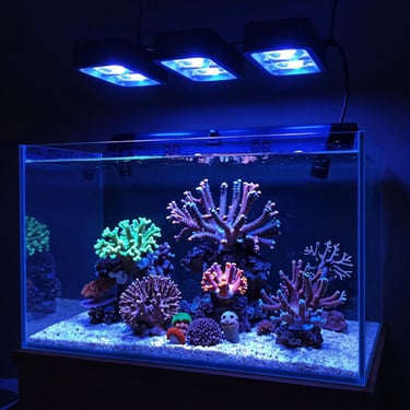 A vibrant saltwater reef tank aquarium featuring colorful coral species under blue LED lighting.