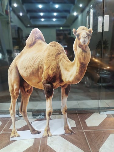 مجسم كرتوني لجمل عربي كجزء من ديكورات احتفال يوم التأسيس السعودي أمام مدخل مبنى